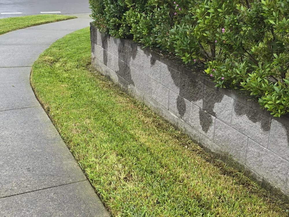 A cleanly mown and edged nature strip