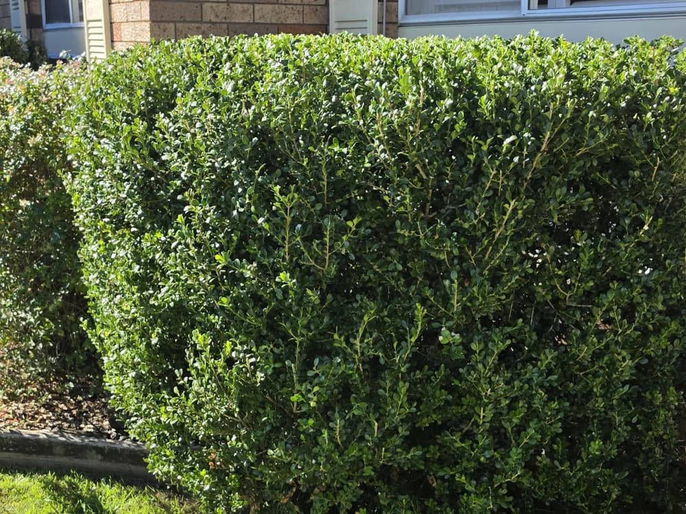 A crisply trimmed box hedge at a Western Sydney home