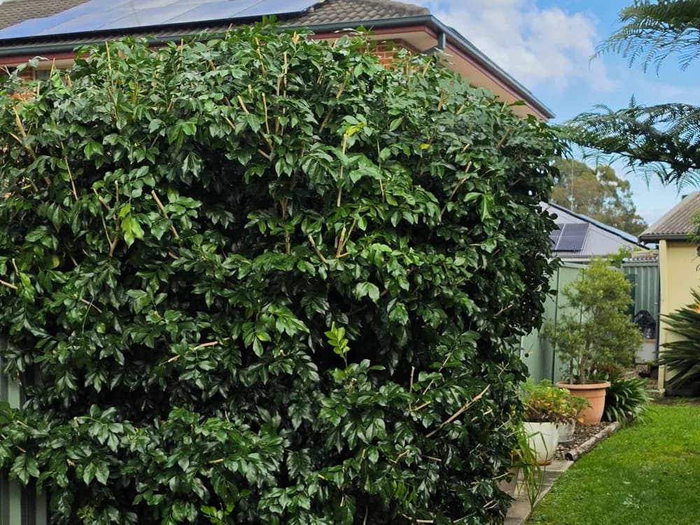 A squared-off, freshly trimmed hedge beside a fence