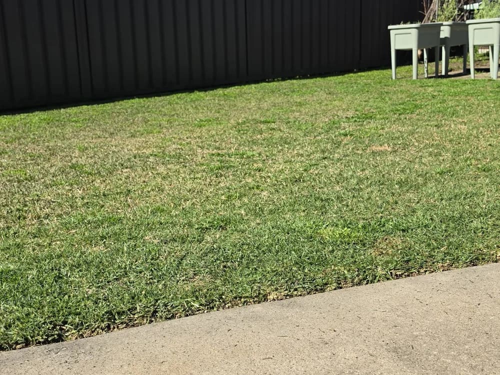 A freshly mown back lawn with a dark timber fence