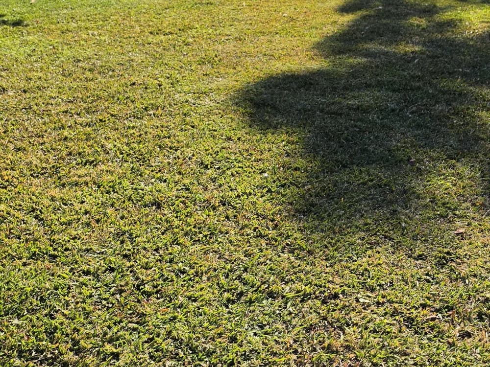 A neatly mown front lawn finished by Black Cat